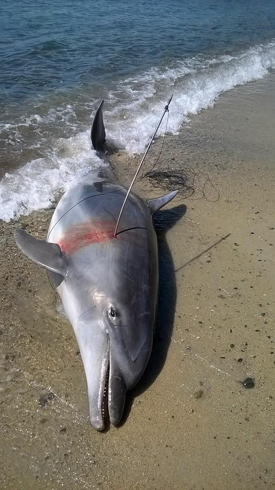 Il delfino ucciso con un arpione (foto Alessandro Bulla)