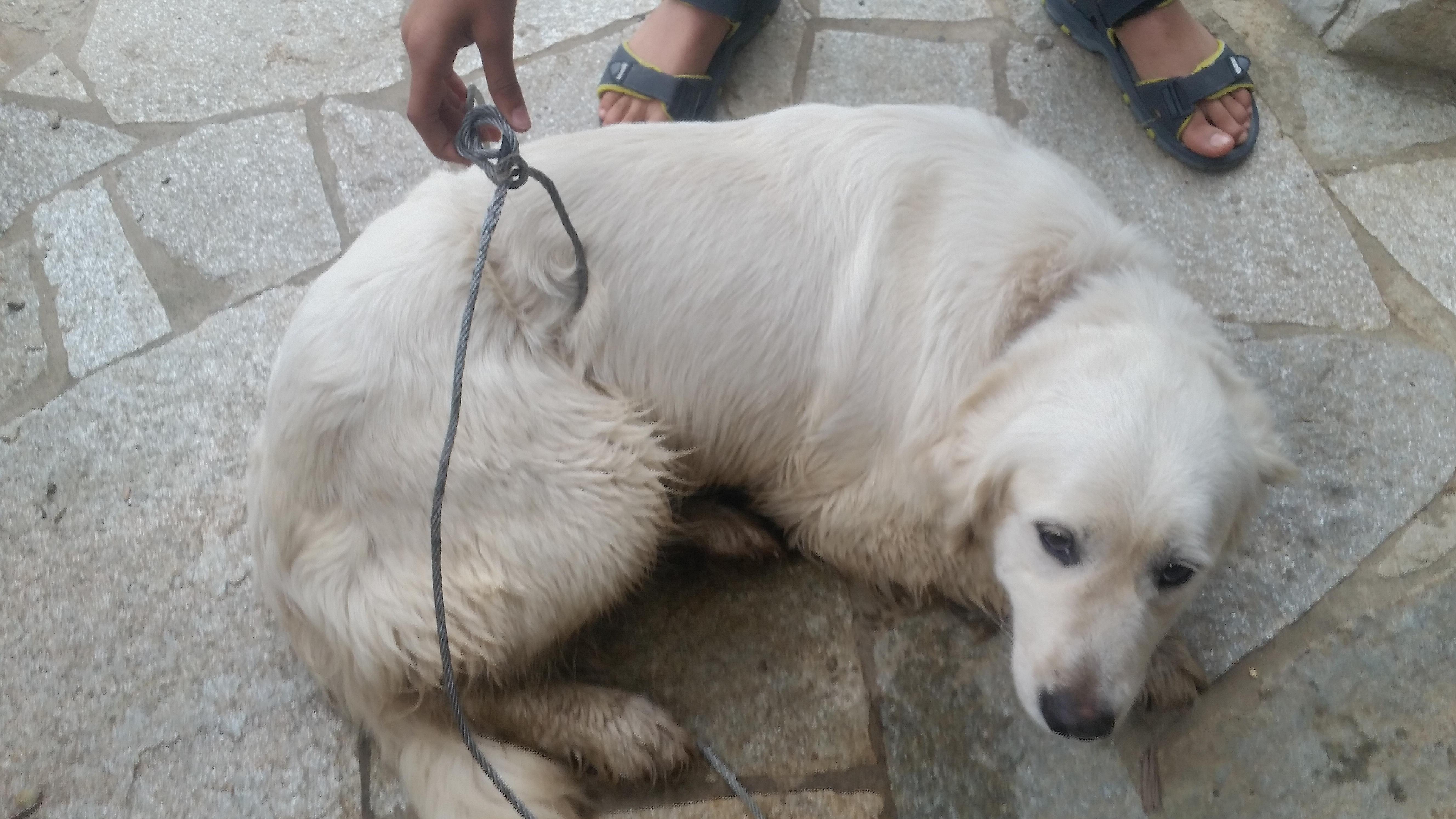 Nanà, il Golden Retriver ferito dal laccio di acciaio