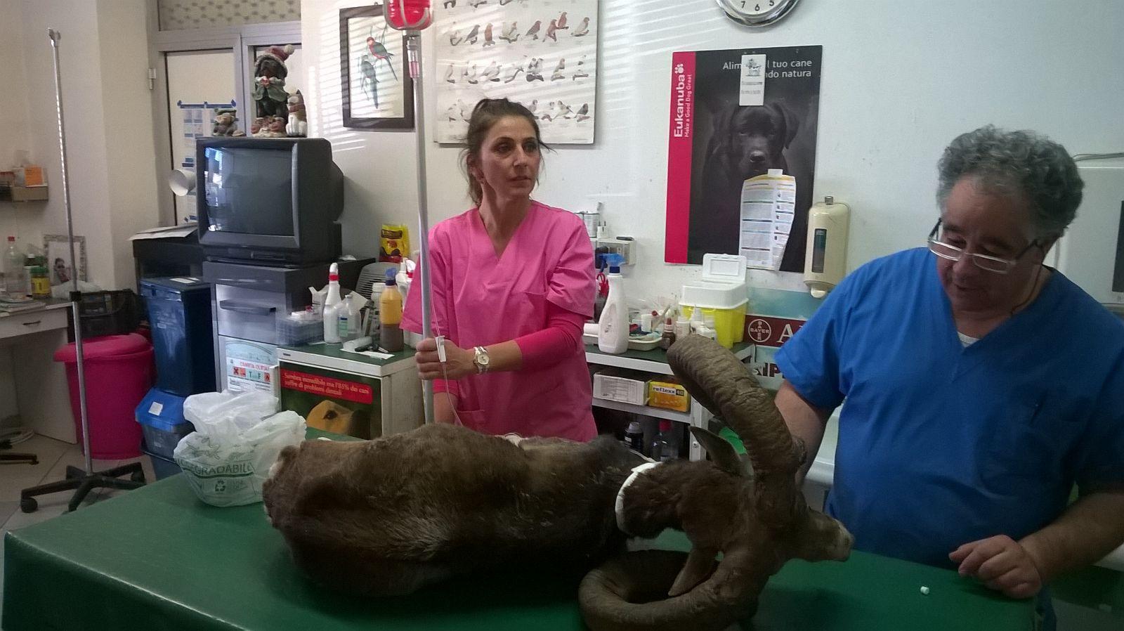 I veterinari soccorrono il muflone
