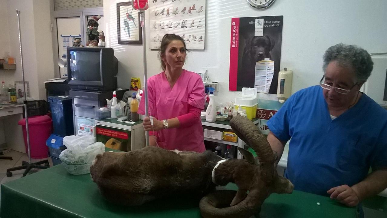 I veterinari soccorrono il muflone