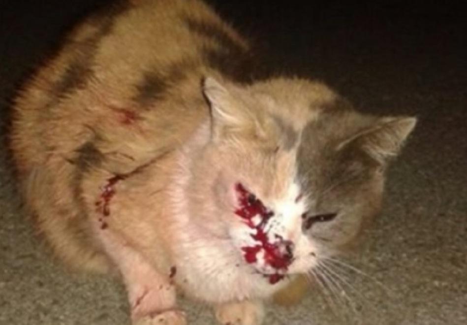 Gatta impallinata a Marina di Campo, animalisti infuriati 