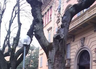 Si abbattono altri alberi sui viali