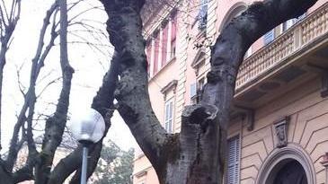 Si abbattono altri alberi sui viali