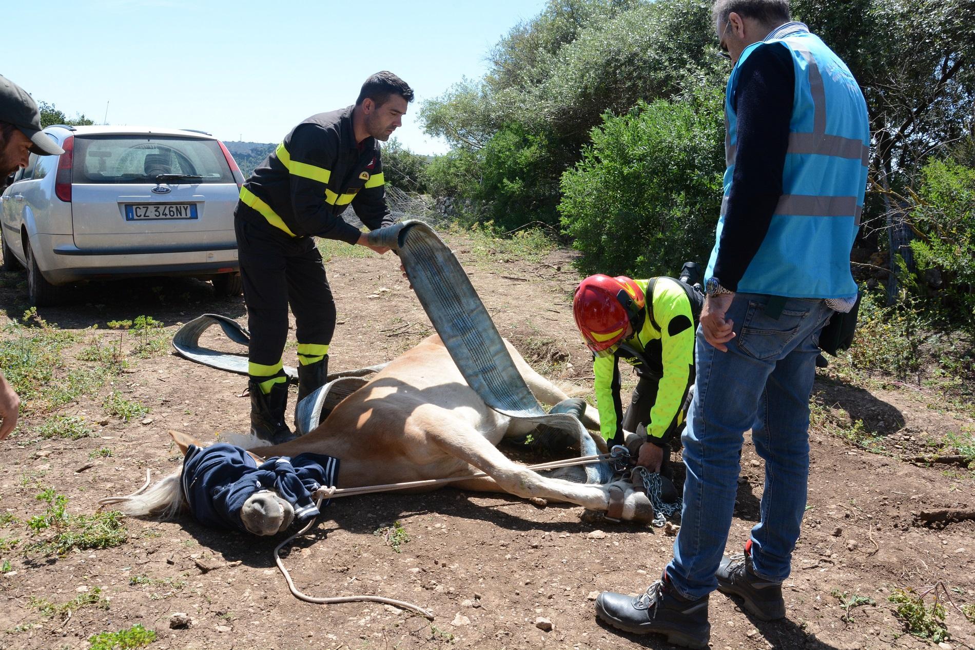 Il salvataggio del cavallo Wally