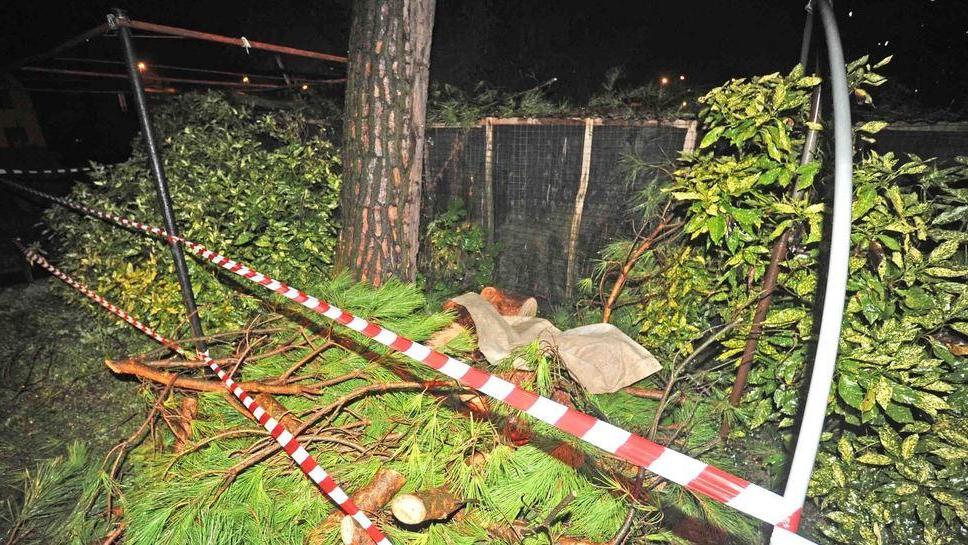Morì colpito da un ramo: due patteggiamenti
