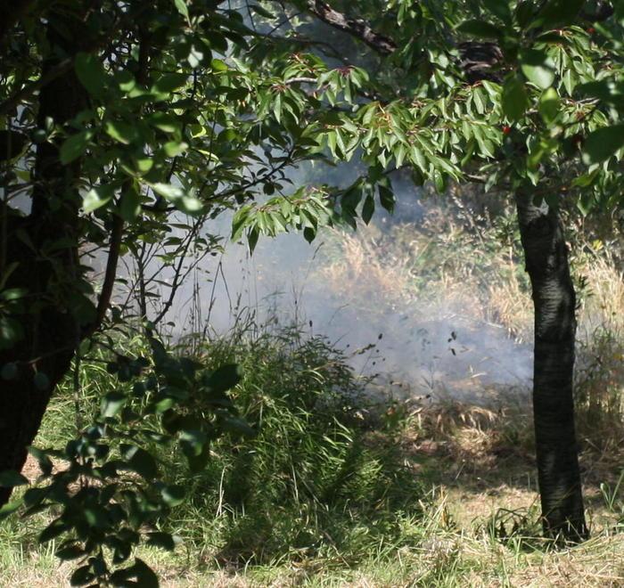 Un altro incendio sull’Amiata Bruciati olivi e parte di bosco