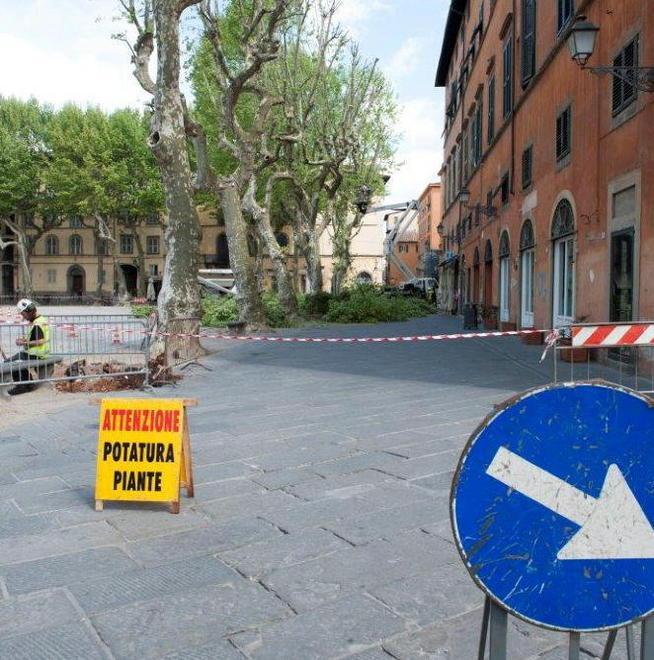 Le potature fanno infuriare i negozianti 