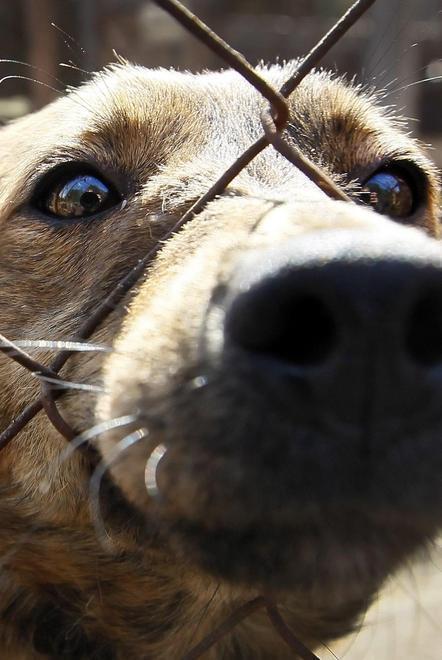 Il cane in ascensore con il padrone anche se il vicino mugugna