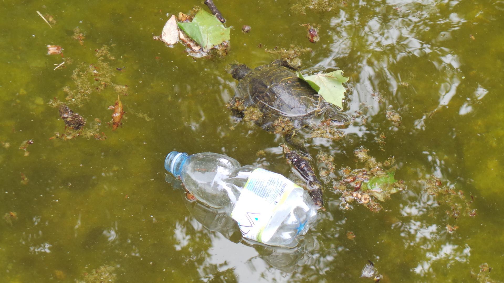 Due tartarughe morte nella fontana di Villa Mimbelli
