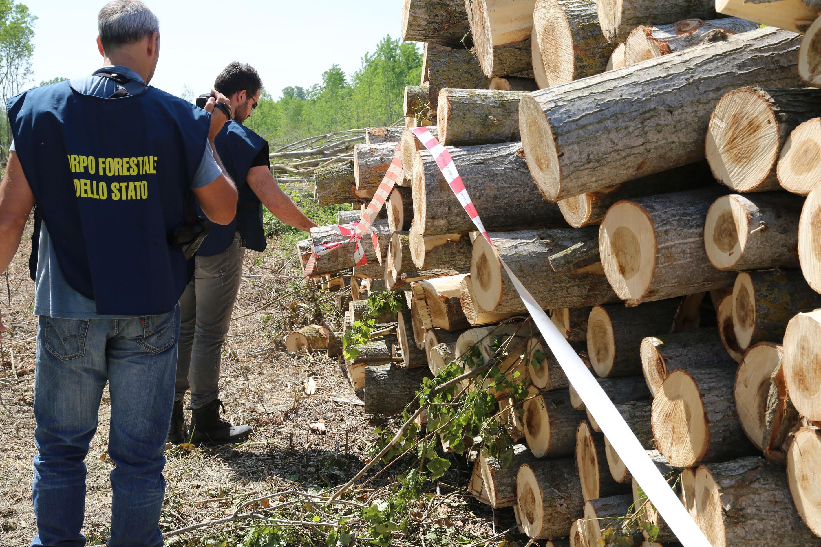 Strage di pioppi nella golena del Po   