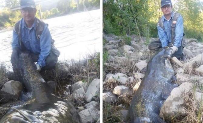 Pesce siluro di oltre due metri
