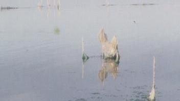 Per i fondi pignorati la coop pescatori prepara una reazione