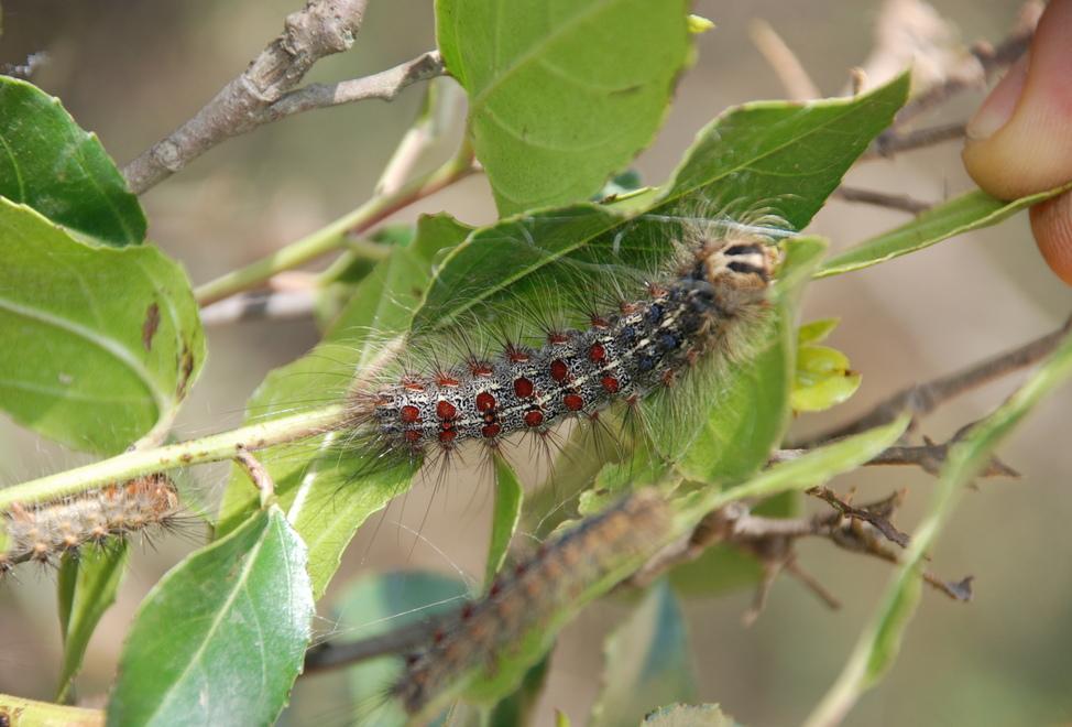Il sindaco Carta: bruco della sughera, che la lotta cominci