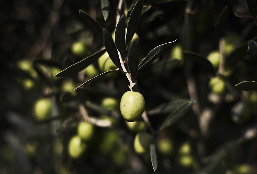 Coldiretti sarda contro l'olio tunisino: è nella lista nera degli alimenti contaminati 