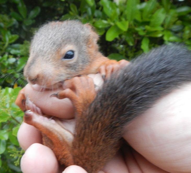 Quando si potano gli alberi attenzione agli scoiattoli