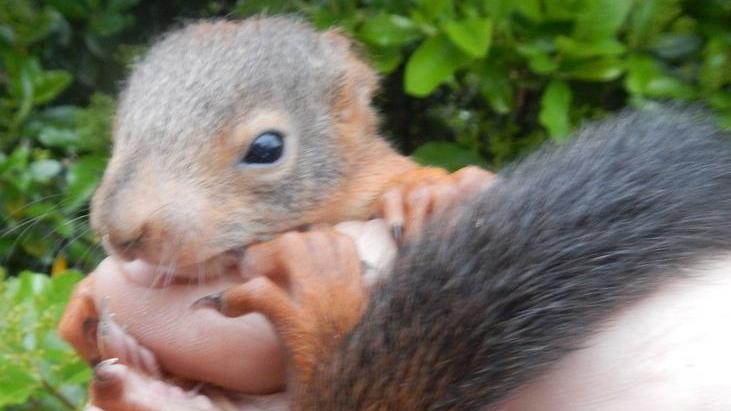Quando si potano gli alberi attenzione agli scoiattoli