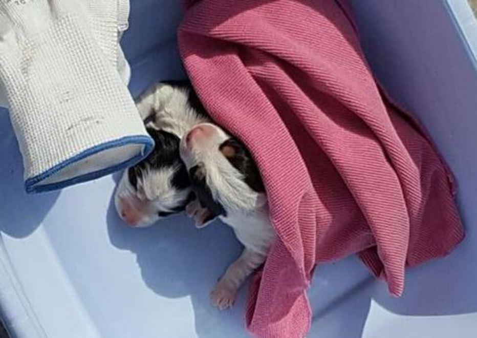 Due cuccioli salvati tra i rifiuti 