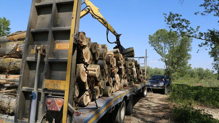 Strage di pioppi nella golena del Po