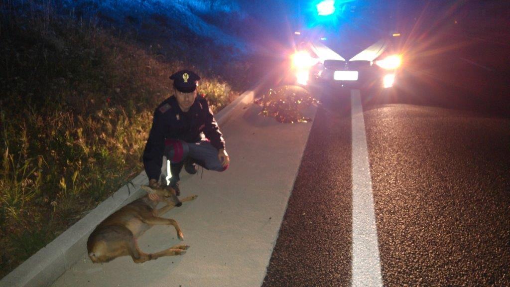 Il cucciolo di capriolo Centy con uno dei suoi soccorritori