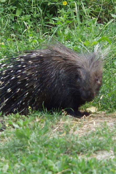 Liberano nel bosco a Prignano sei istrici catturati sugli argini