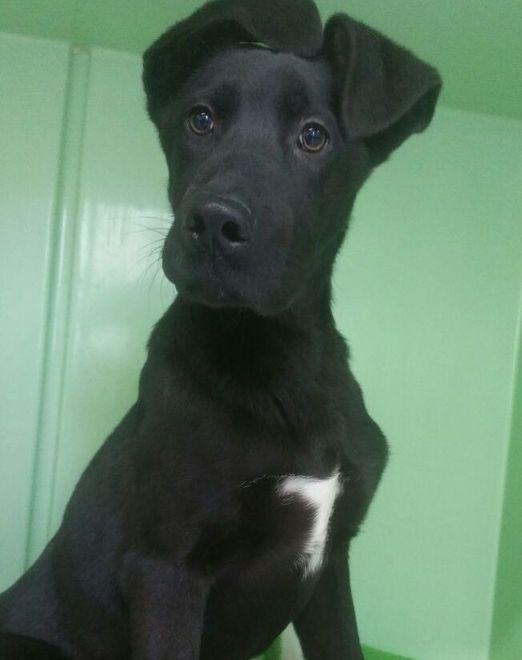 Modena, un appello per salvare il cucciolo Jack 