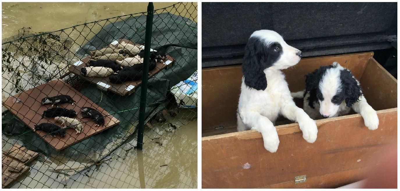 I cuccioli morti nell'allevamento e a destra i cani che si sono salvati