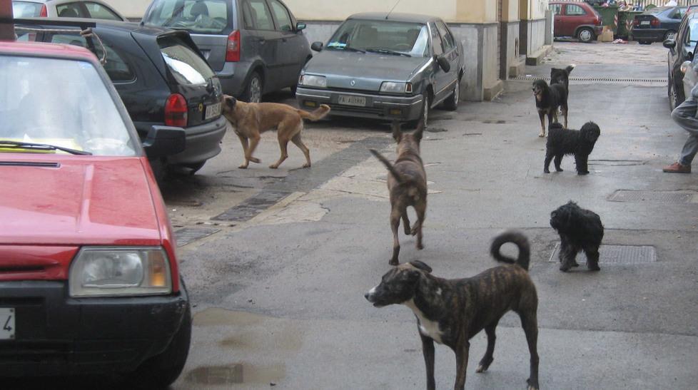 La biblioteca riapre i battenti 
