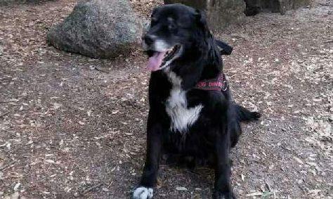 L’ultimo saluto al cane di piazza Satta