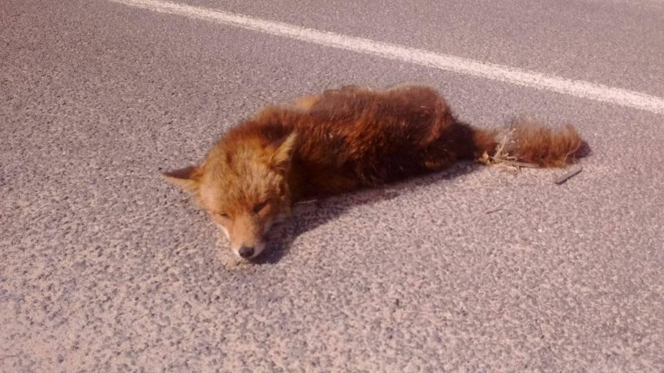 La volpe morta a Su Pallosu