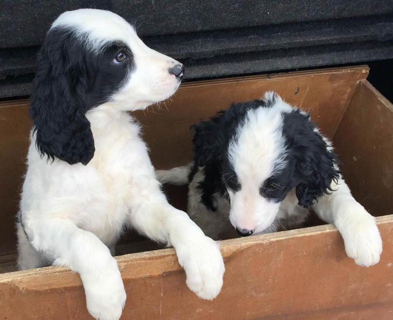 Morti 17 cuccioli di cane Si salvano solo in due 