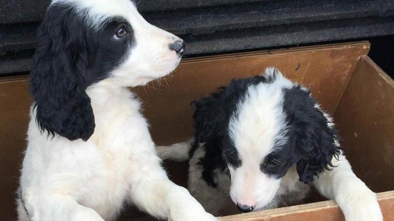 Morti 17 cuccioli di cane Si salvano solo in due