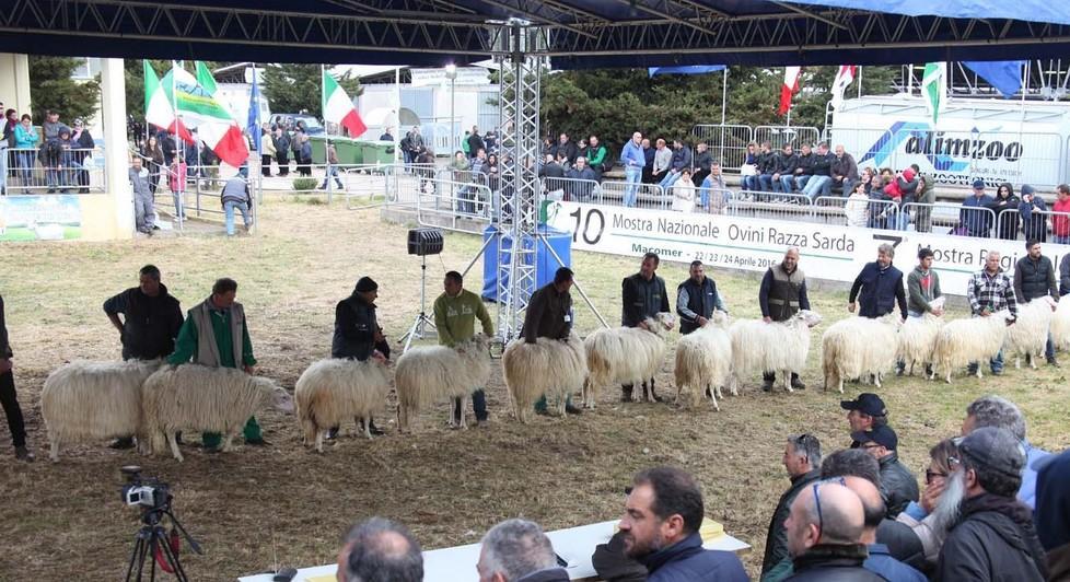La fiera degli ovini sardi incorona tutti i vincitori 