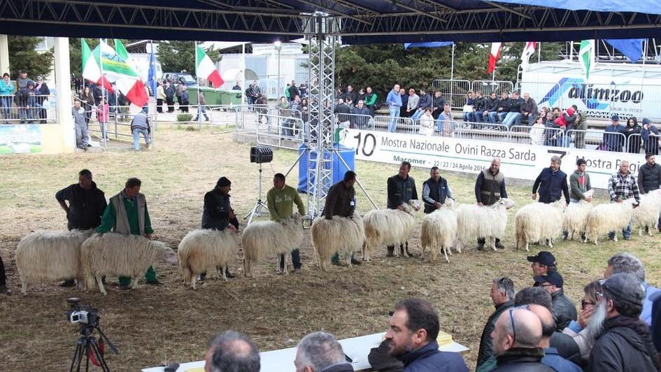 La fiera degli ovini sardi incorona tutti i vincitori