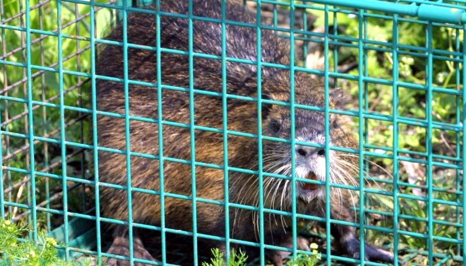 Coldiretti: riparte in tutta la regione la lotta alle nutrie 