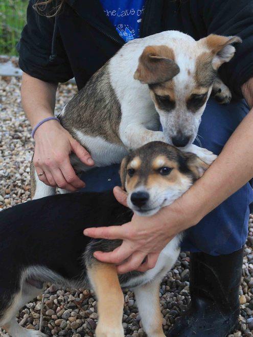 Cuccioli abbandonati vicino al cassonetto 