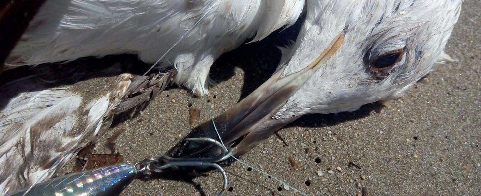 Platamona, gabbiano reale ucciso da un amo 