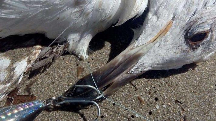 Platamona, gabbiano reale ucciso da un amo