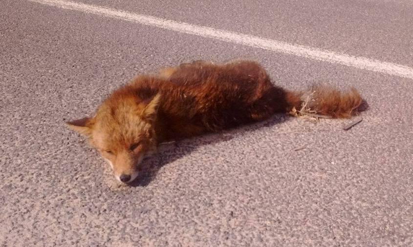 Addio alla volpe “felinizzata”