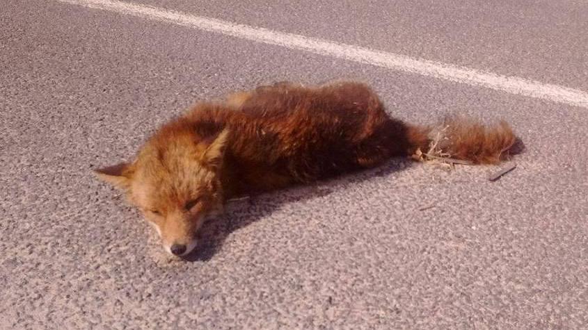 Addio alla volpe “felinizzata”