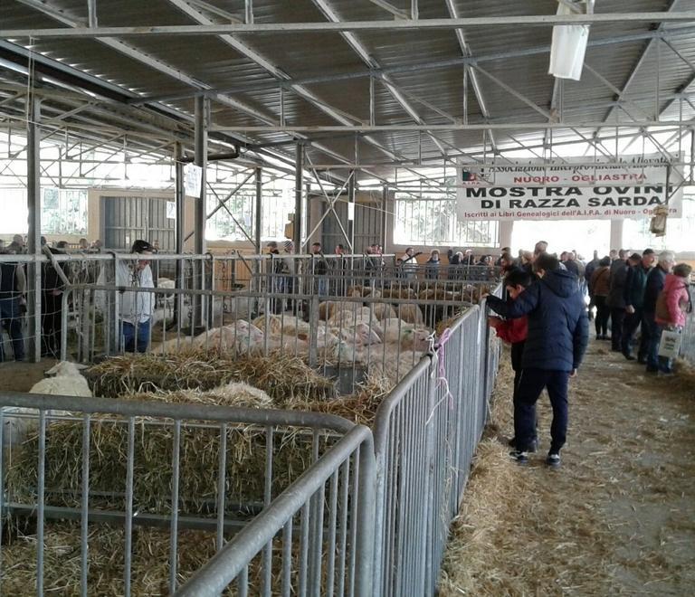 Gran successo di pubblico per la Fiera degli ovini 