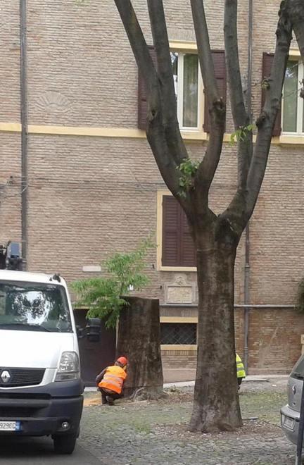 Segato un albero non pericolante: residenti stupiti