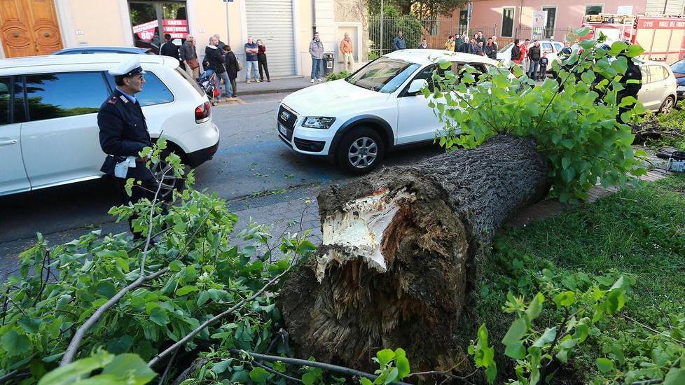A Empoli abbattuti 150 alberi a rischio