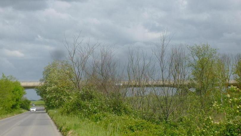 Decine di olmi secchi rischiano di crollare in via delle Sorgenti