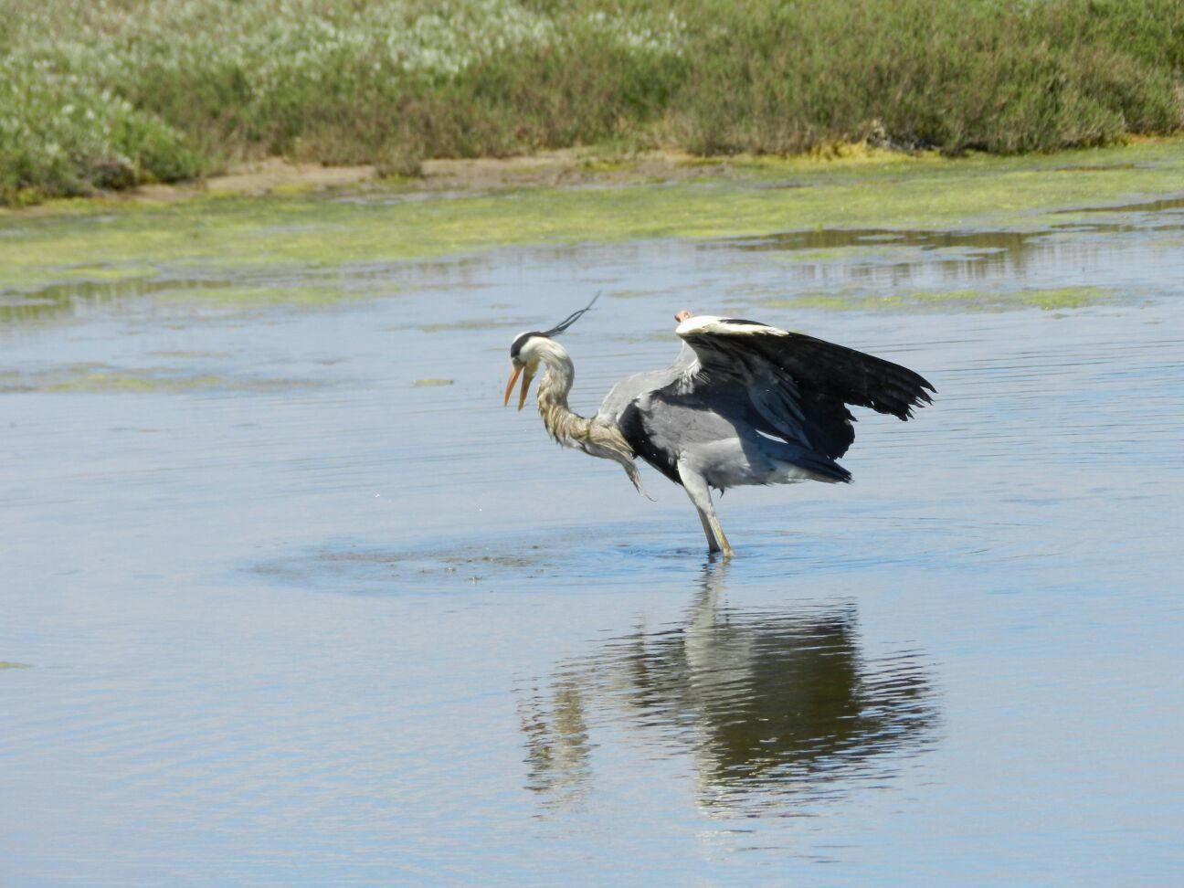 L’airone nella riserva naturale provinciale Oasi Wwf Padule Orti-Bottagone dove l’acqua è più alta