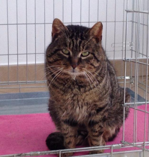 E il gatto Marcello deve la salvezza ai vigili urbani