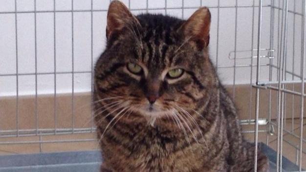 E il gatto Marcello deve la salvezza ai vigili urbani