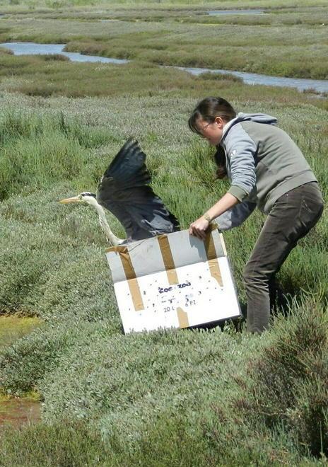 Ferito e soccorso, l’airone è di nuovo libero all’Oasi Wwf