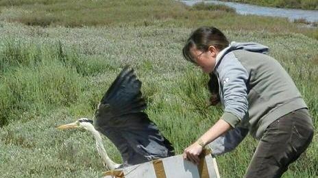 Ferito e soccorso, l’airone è di nuovo libero all’Oasi Wwf