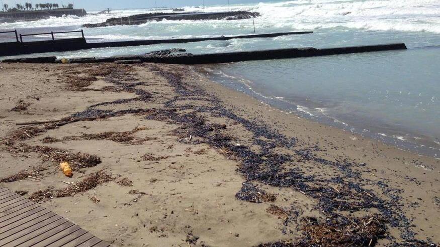 Spiagge invase da maleodoranti velelle