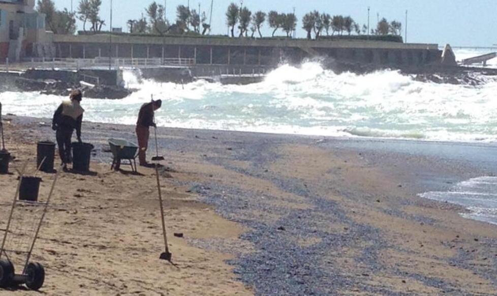 Meduse in spiaggia l’allerta scatta anche a Viareggio